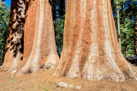 红杉国家公园里的巨大红杉树