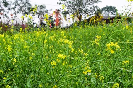 黄昏 中国人 风景 花园 文化 怀旧 建筑学 农场 黎明