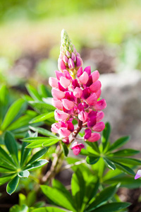 花瓣 开花 自然 花的 春天 植物区系 特写镜头 植物学