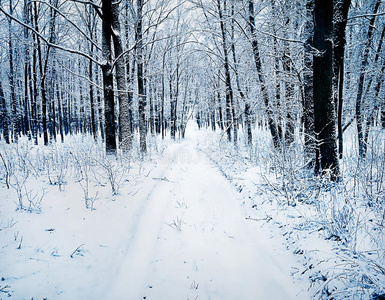 雪林中的路