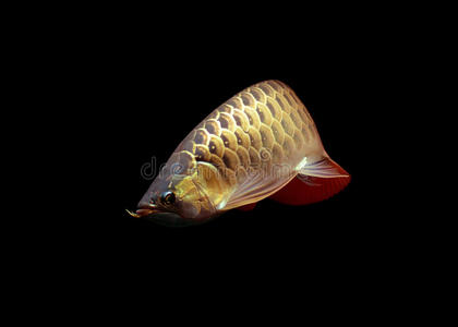 黑底亚洲龙鱼照片