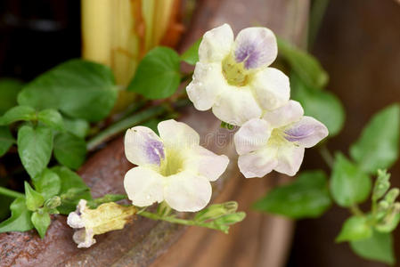 屋檐 烹饪 植物 神经节 食物 蔬菜 泰国 草本植物 药品