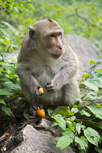 缅甸 孟加拉国 特写镜头 泰国 哺乳动物 恒河猴 动物 巴基斯坦