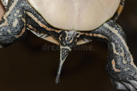 雌性南方画海龟的泄殖腔和尾巴