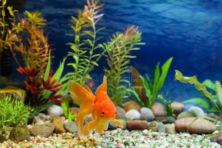 水族馆本地金鱼照片