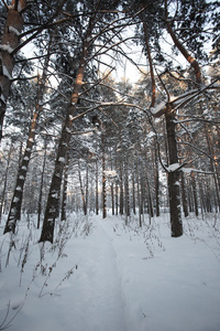 美丽的冬季森林