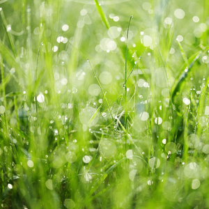 带露水的新鲜青草。