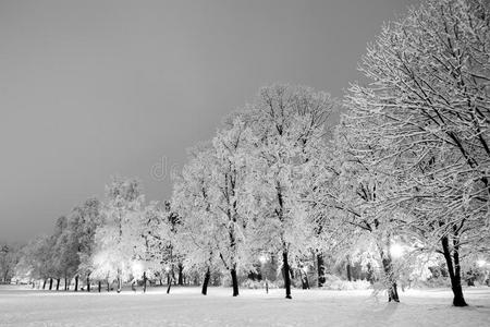 季节 十二月 公园 暴风雪 对比 自然 风景 车道 孤独