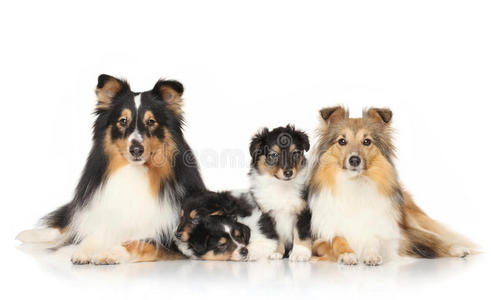 雪莉堡狗品种雪莉照片