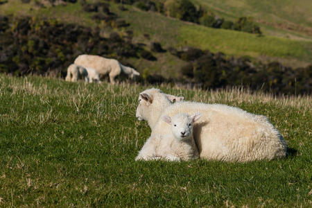 母羊和羔羊在草地上休息