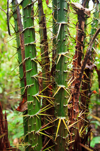 马来西亚 危险的 托皮 婆罗洲 亚洲 自然 雨林 危险 森林