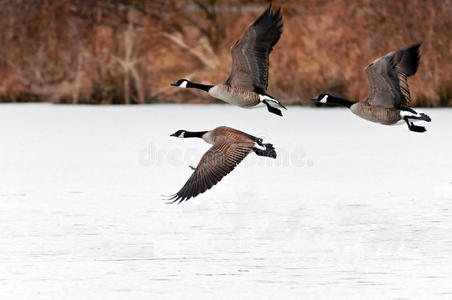 加拿大鹅在结冰的湖面上飞翔