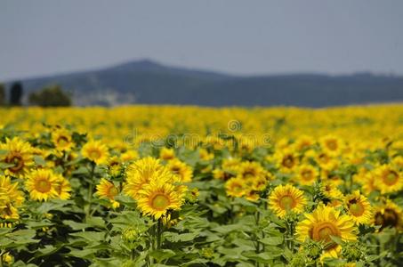 向日葵田