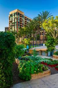 加州圣地亚哥花园和公寓楼。
