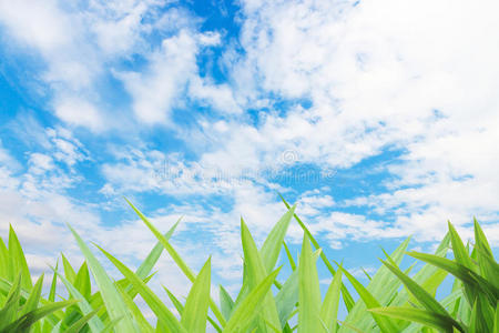 草地院子和云蓝色的天空背景