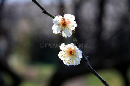 颜色 开花 花的 美丽的 花园 樱桃 美女 分支 生长 植物区系