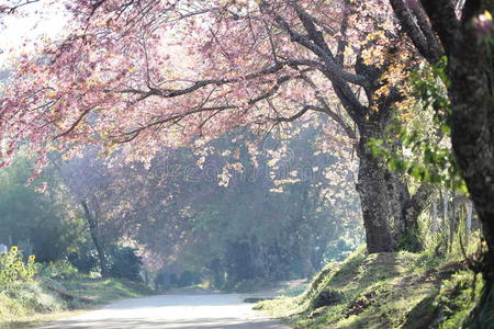 樱花樱花