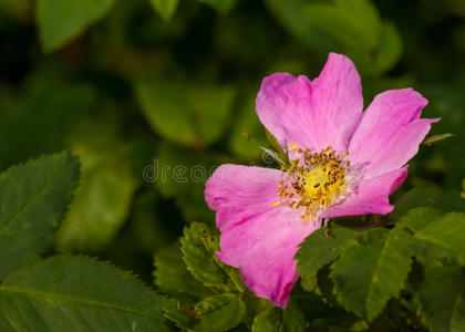 玫瑰 灌木 浪漫的 粉红色 花园 美女 花的 花瓣 夏天