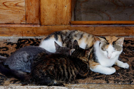 一只困倦的猫护理2只小猫