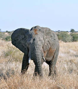 野生动物非洲象