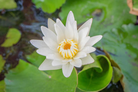 公园 颜色 冥想 粉红色 美女 美丽的 花园 植物 莲花