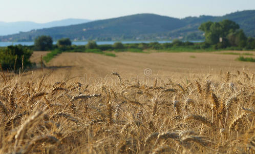 意大利 领域 风景 自然 夏天 小麦 耳朵 收获