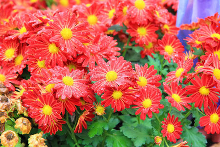 秋天 生活 植物区系 花园 自然 特写镜头 菊花 花坛 公园