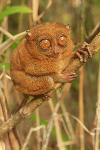 坐在树上的眼镜猴，波荷岛，菲律宾