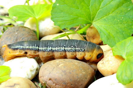 世界 颜色 生活 幼虫 自然 昆虫 害虫 花园 鳞翅目 公司