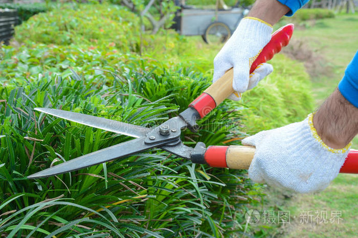 下载小样发票合同问题/举报想修剪树的园丁树篱剪红色老草剪隔离园丁