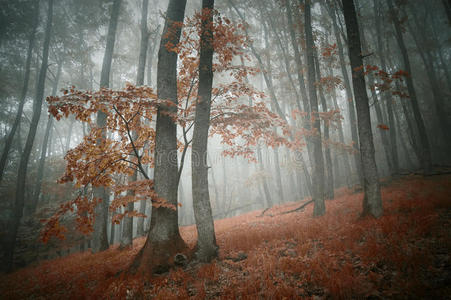 伍兹 冒险 追踪 树叶 朦胧 秋天 植被 自然 探索 荒野