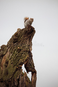 一只孤独的松鼠在看游客的时候养活自己