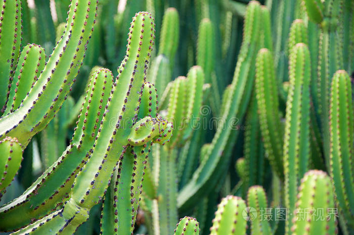 热的 植物区系 危险的 植物 植物学 墨西哥 花园 沙漠