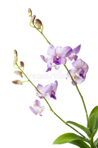 白底紫兰花