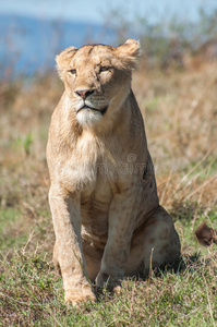 阳光 猫科动物 母狮 草地 非洲 陨石坑 保护 小山 早晨