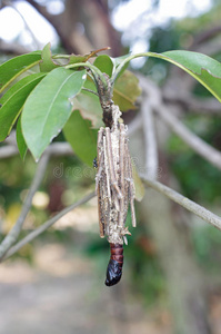 特写镜头 毛虫 鳞翅目 幼虫 泰国 动物 植物区系 害虫