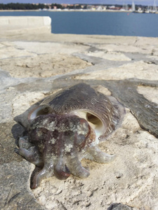 食物 自然 钓鱼 纹理 乌贼 鱿鱼 海岸 天空 海鲜 码头