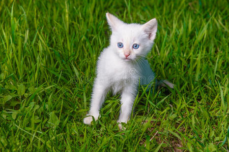 美丽的 小猫 夏天 可爱的 毛皮 宠物 花园 可爱极了 肖像