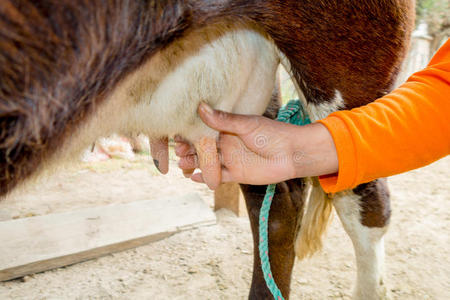 挤奶的女工图片