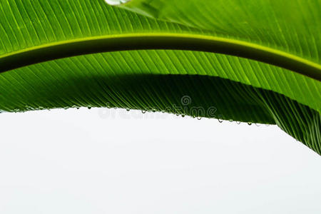 环境 能量 阴影 自然 分支 颜色 季节 特写镜头 生活