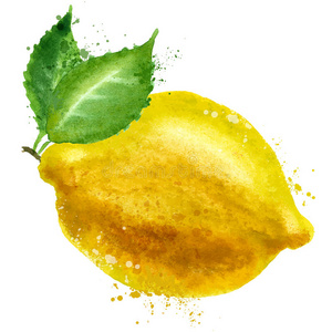 柑橘 农业 自然 油漆 柠檬 美味的 艺术 颜色 植物区系