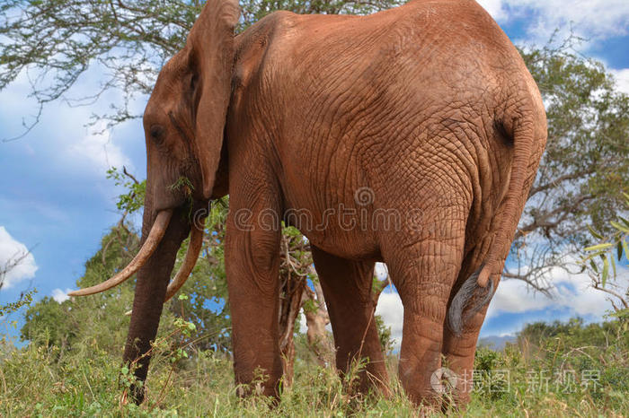 大象巨人