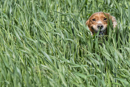 小狗可卡犬肖像