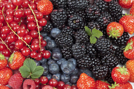 覆盆子 小吃 营养物 产品 红醋栗 食物 水果 草莓 黑莓