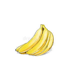 香蕉束颜色草图画在白色上隔离