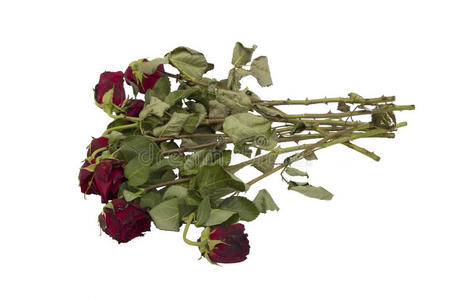 浪漫 荆棘 玫瑰 自然 美丽的 生活 植物 要素 花瓣 古老的