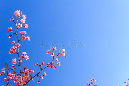 花瓣 美丽的 场景 开花 风景 植物 天空 粉红色 植物学