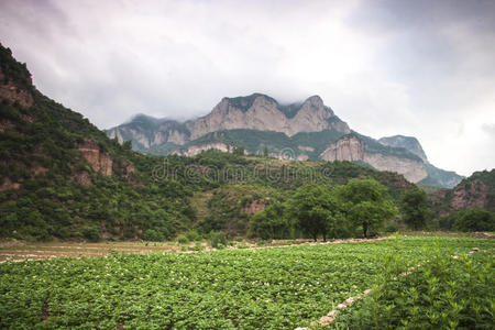 夏天 种植 土地 山谷 领域 地平线 环境 季节 小山 美丽的