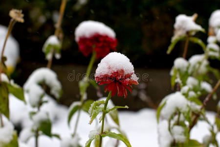 雪中的大丽花