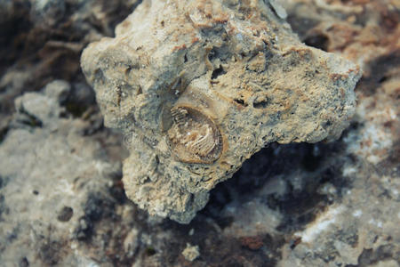 岩石中的古老贝壳